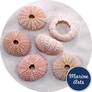8607 - Sea Urchin - Pink